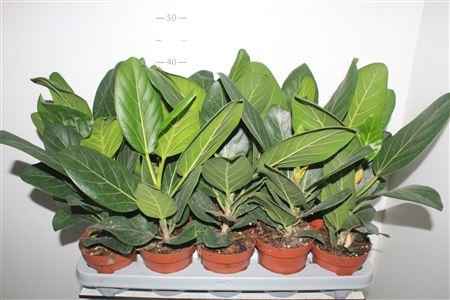 Горшечные цветы и растения оптом Ficus Beng Audrey от 10шт из Голландии с доставкой по России