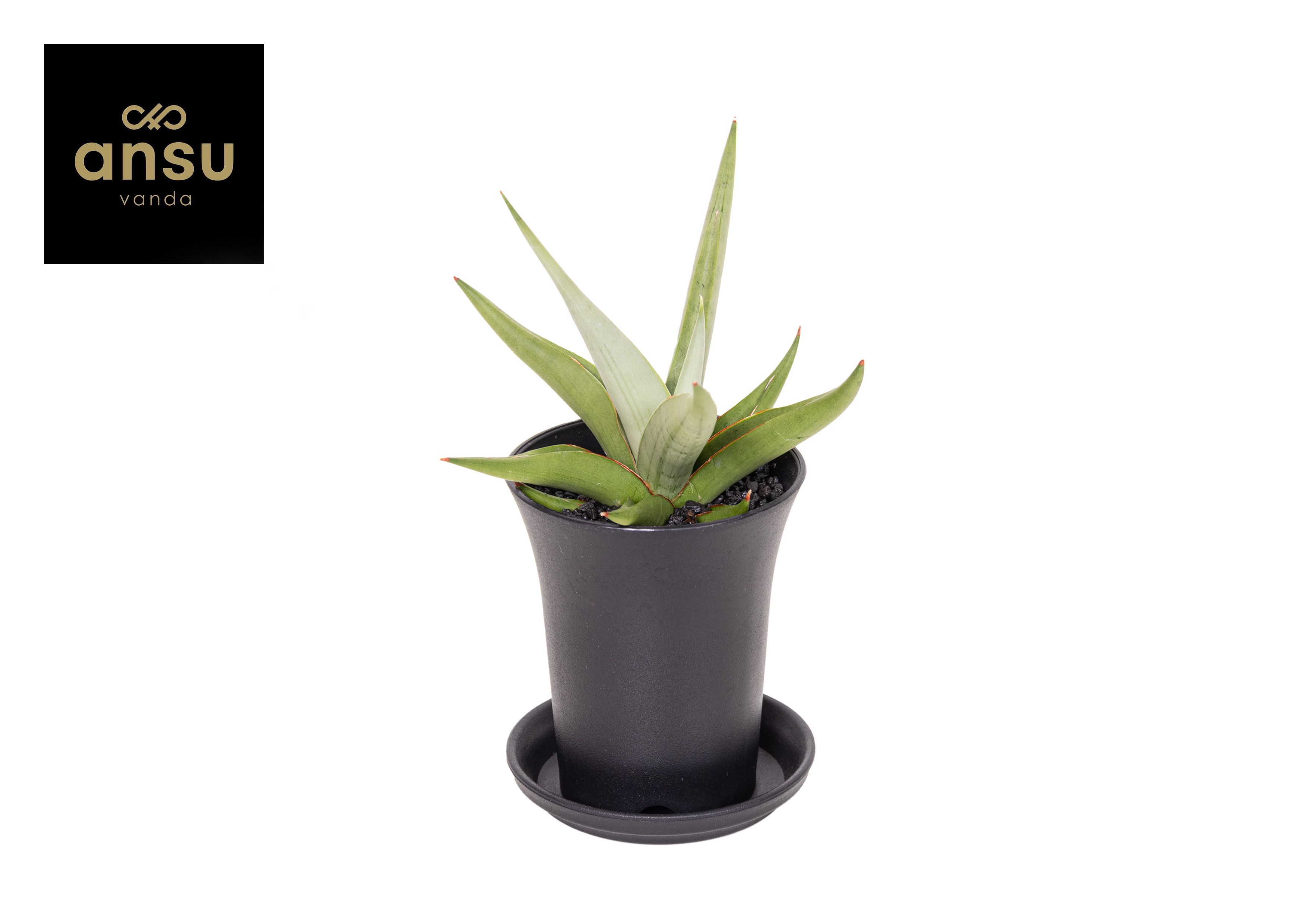 Горшечные цветы и растения оптом Sansevieria Comet Pastel Grey от 9шт (для телеги) из Голландии с доставкой по России
