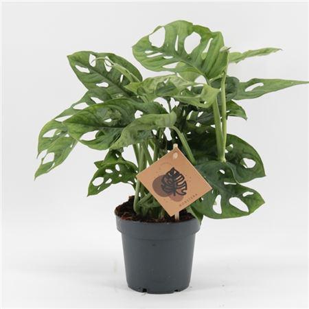 Горшечные цветы и растения оптом Monstera Monkey Leaf от 10шт из Голландии с доставкой по России