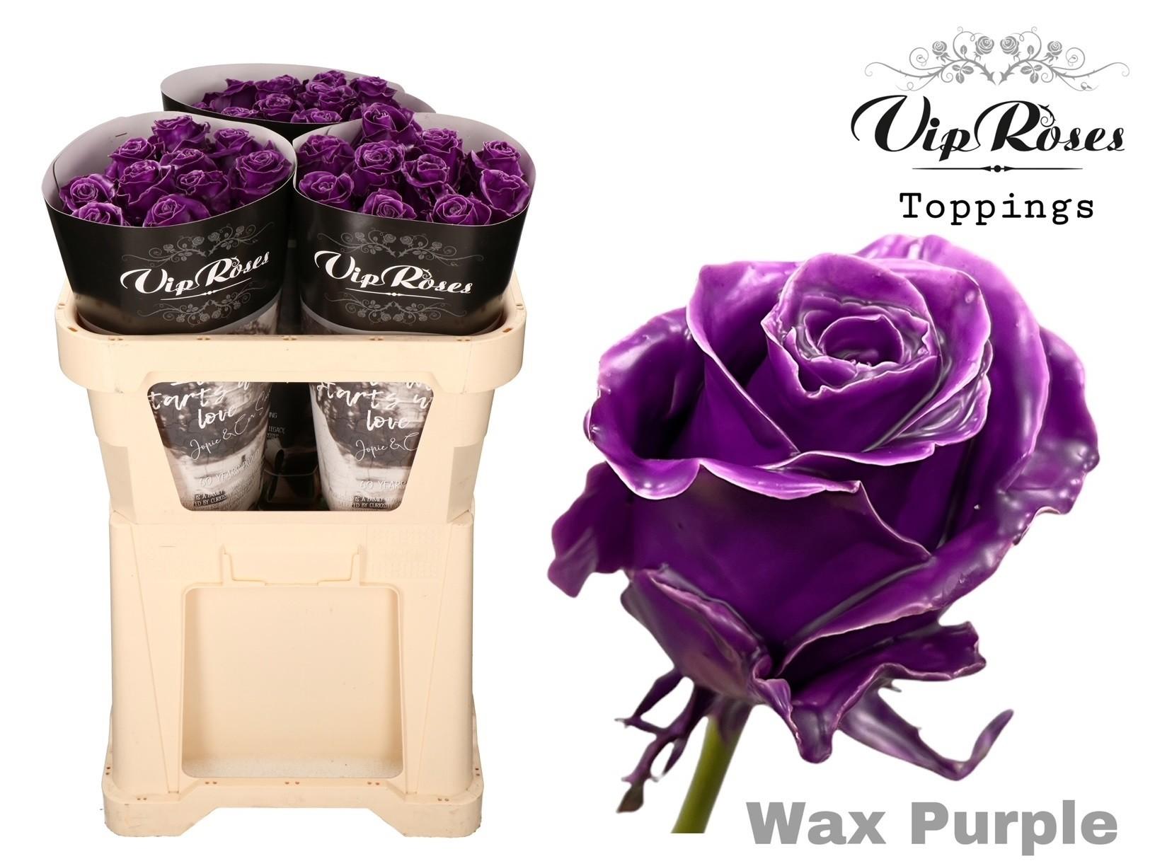 Срезанные цветы оптом Rosa large wax purple от 30шт из Голландии с доставкой по России