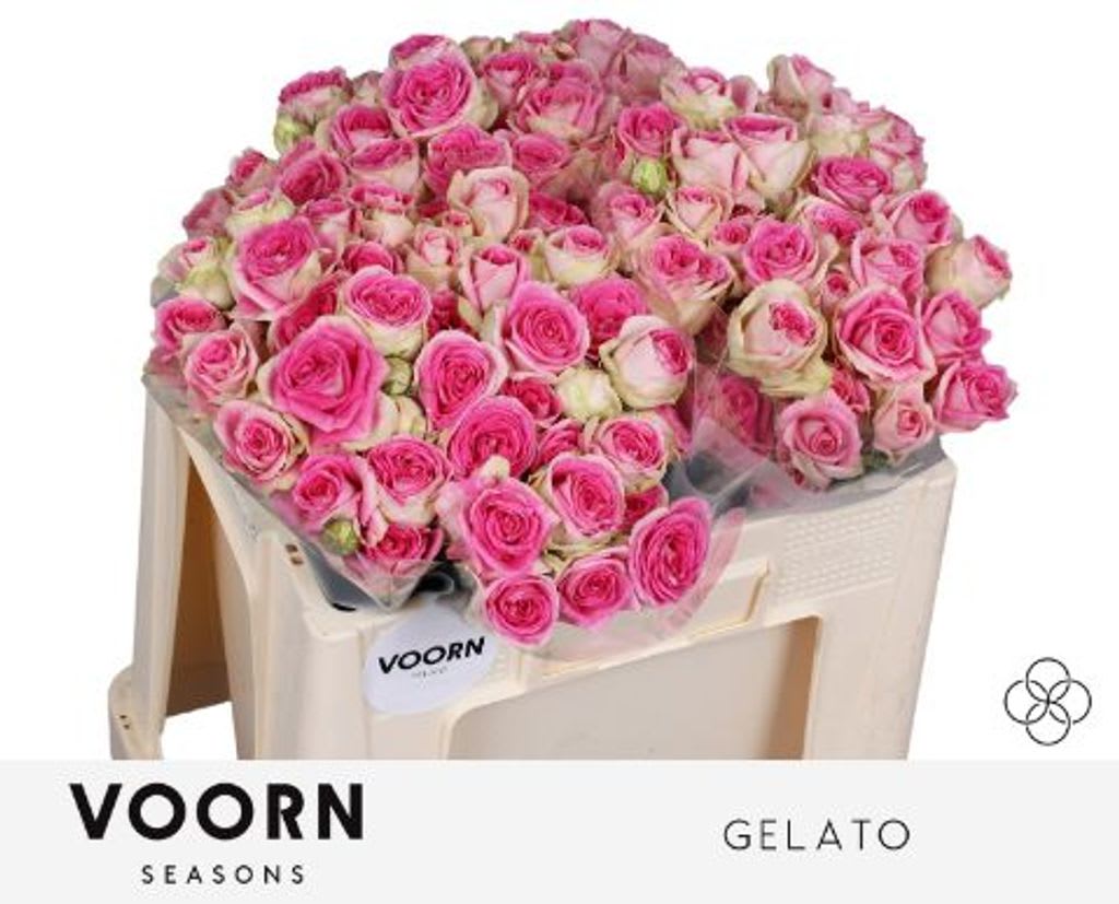 Срезанные цветы оптом Rosa spray gelato от 40шт из Голландии с доставкой по России