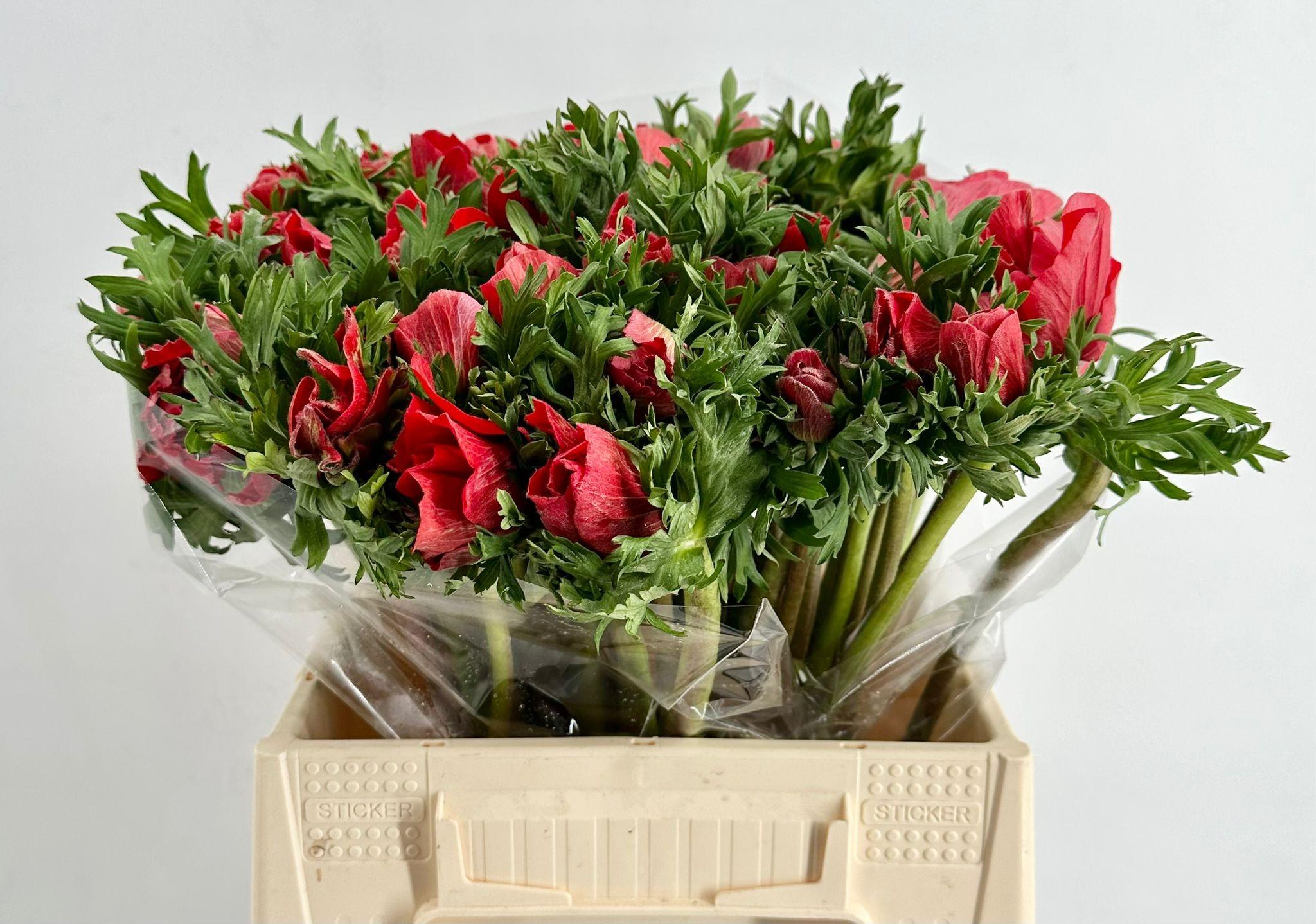 Срезанные цветы оптом Anemone mistral plus red от 50шт из Голландии с доставкой по России