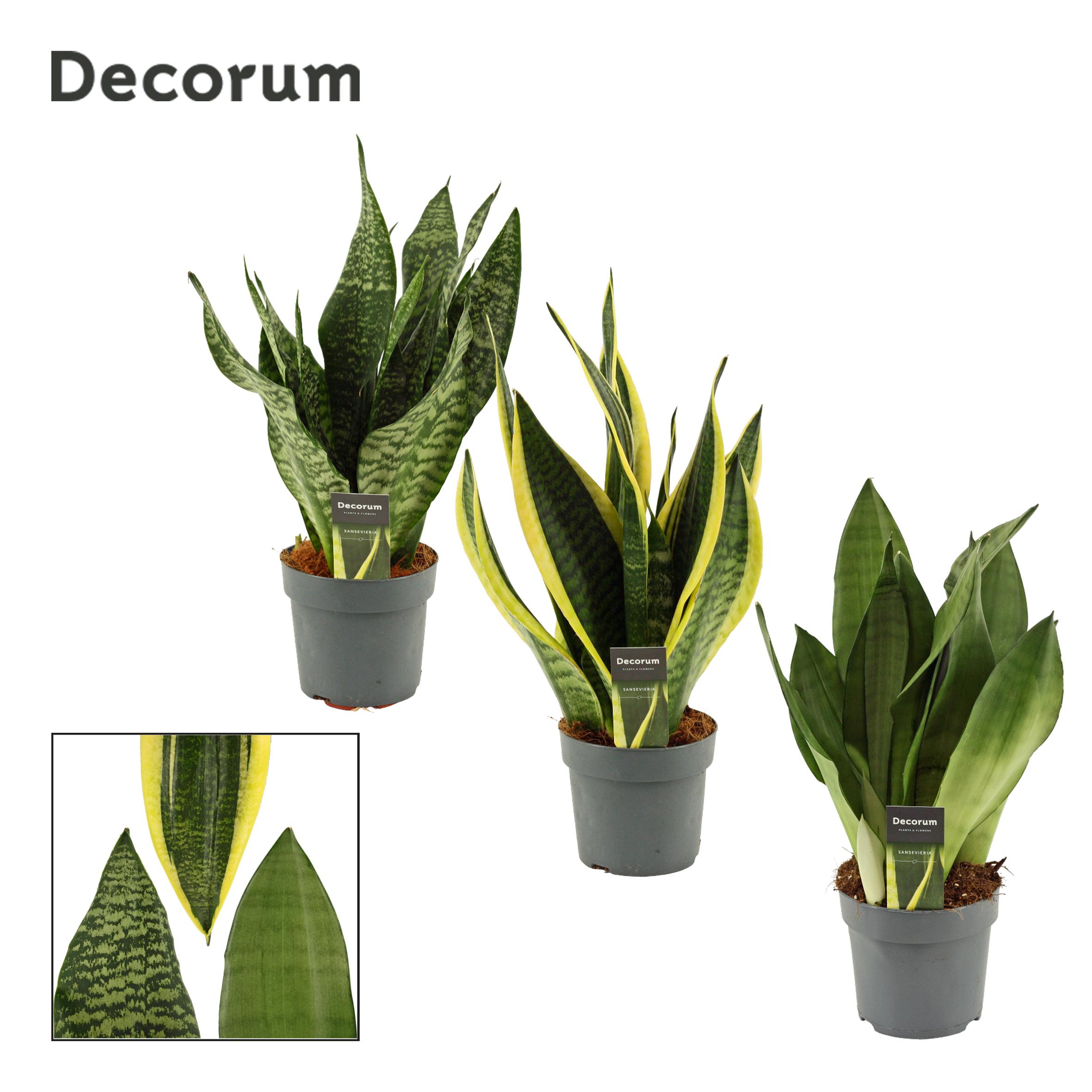 Горшечные цветы и растения оптом Sansevieria Super Mix (decorum) от 7шт из Голландии с доставкой по России