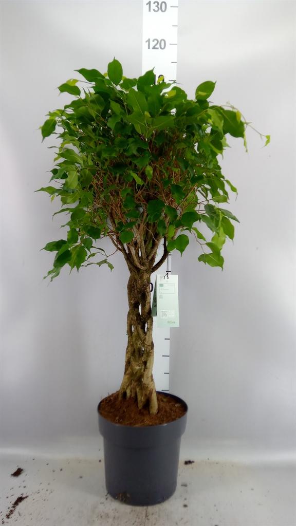Горшечные цветы и растения оптом Ficus Benja. ...special Shapes от 1шт из Голландии с доставкой по России