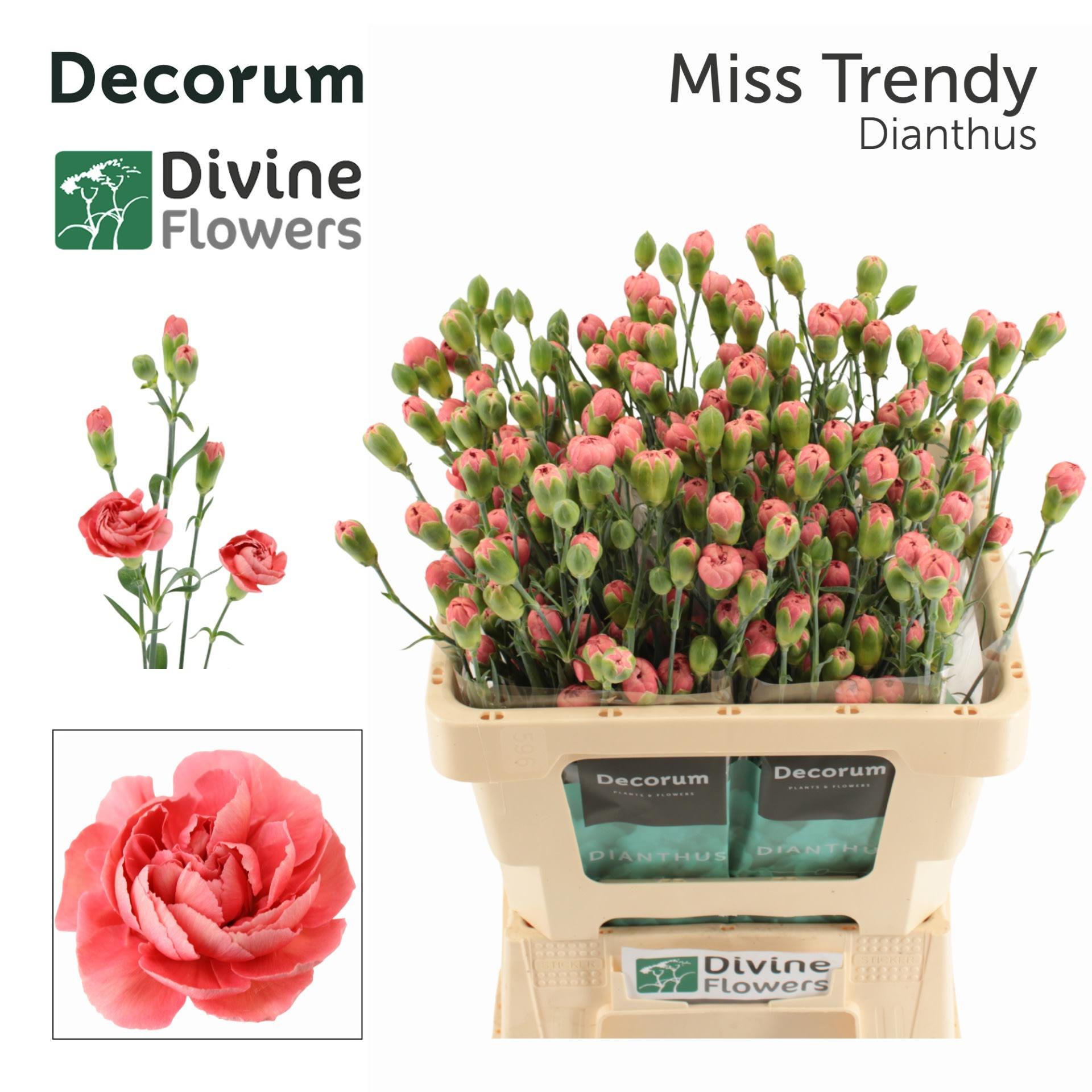 Срезанные цветы оптом Dianthus sp miss trendy от 60шт из Голландии с доставкой по России