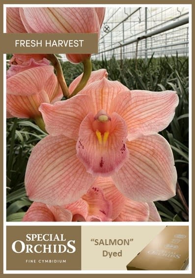 Срезанные цветы оптом Cymbidium paint salmon от 6шт. из Голландии с доставкой по России
