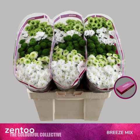 Срезанные цветы оптом Chrys sa mix breeze от 225шт. из Голландии с доставкой по России
