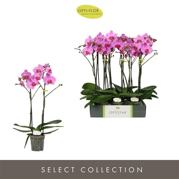 Горшечные цветы и растения оптом Phal 2st Optistar Yoko от 6шт из Голландии с доставкой по России