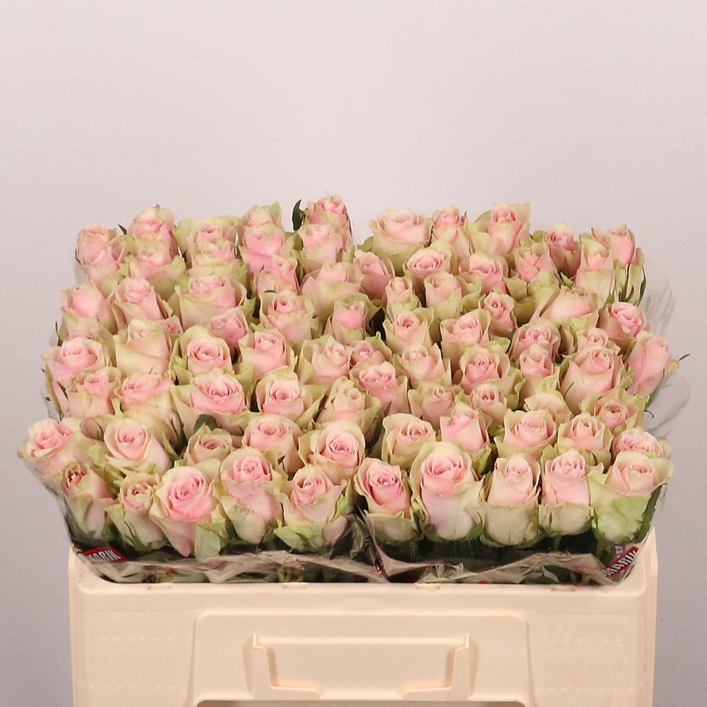 Срезанные цветы оптом Rosa large pink athena от 80шт из Голландии с доставкой по России