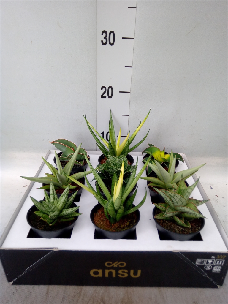 Горшечные цветы и растения оптом Sansevieria   ... от 9шт (для телеги) из Голландии с доставкой по России