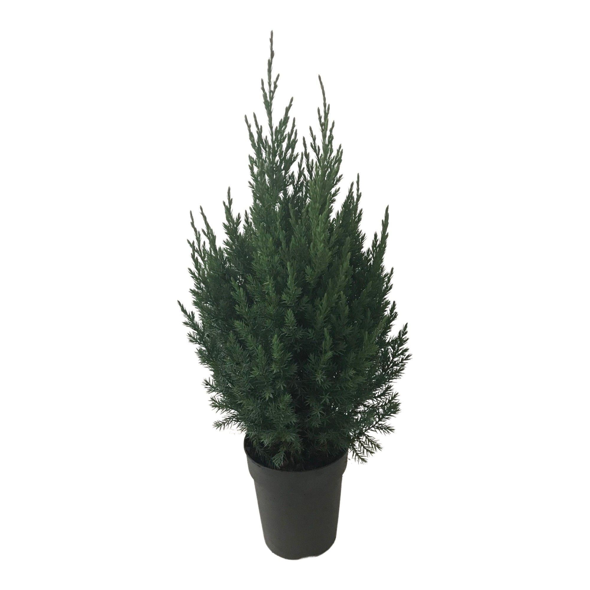 Горшечные цветы и растения оптом Juniperus Chin. Stricta от 1шт из Голландии с доставкой по России