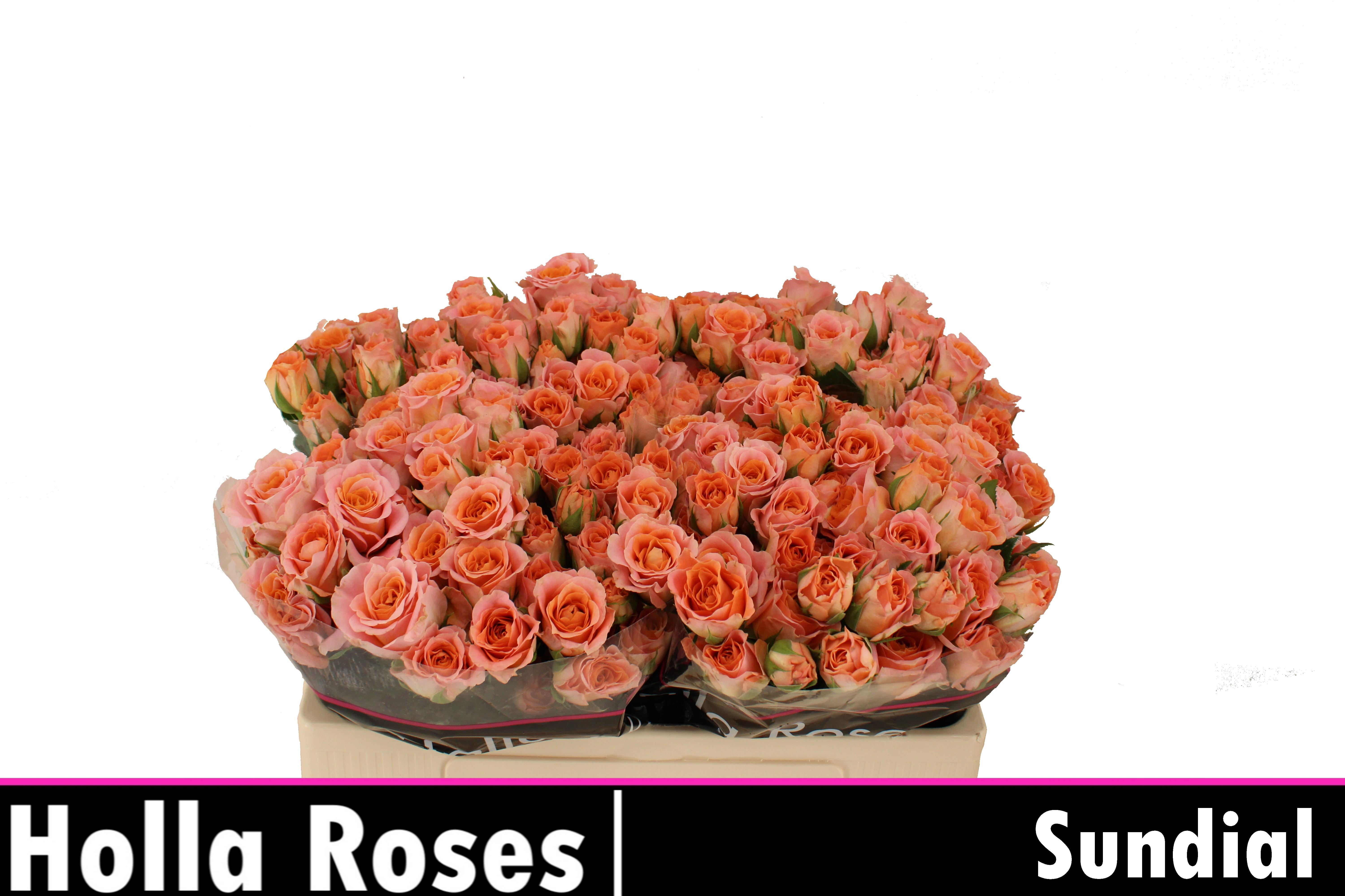 Срезанные цветы оптом Rosa spray sundial от 50шт из Голландии с доставкой по России