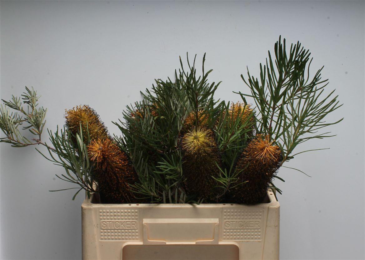 Срезанные цветы оптом Banksia spinulosa от 10шт из Голландии с доставкой по России