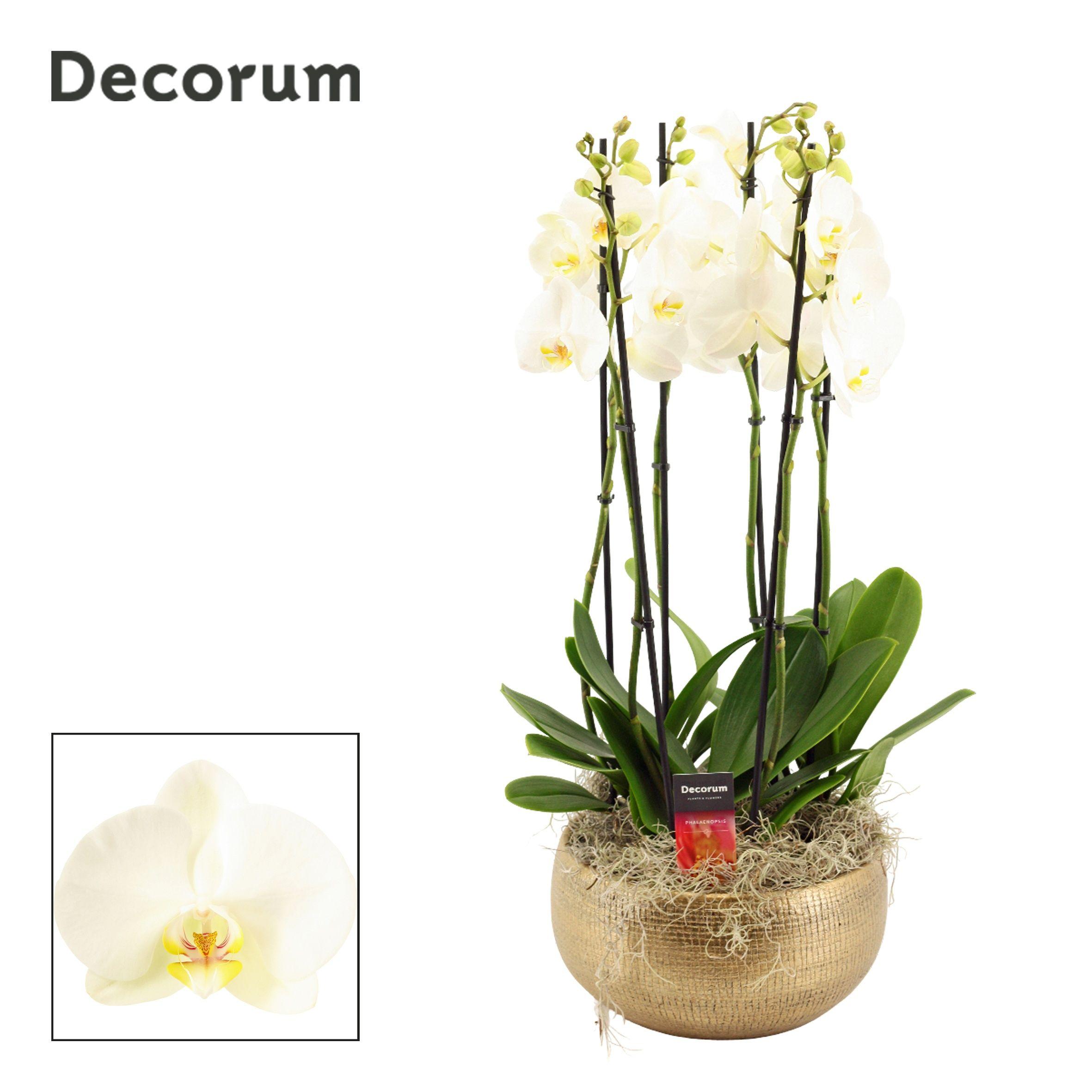 Горшечные цветы и растения оптом Phal Ov Wit от 1шт из Голландии с доставкой по России