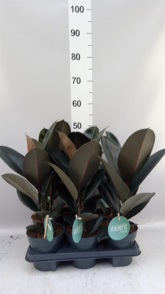 Горшечные цветы и растения оптом Ficus Elastica abidjan от 6шт из Голландии с доставкой по России