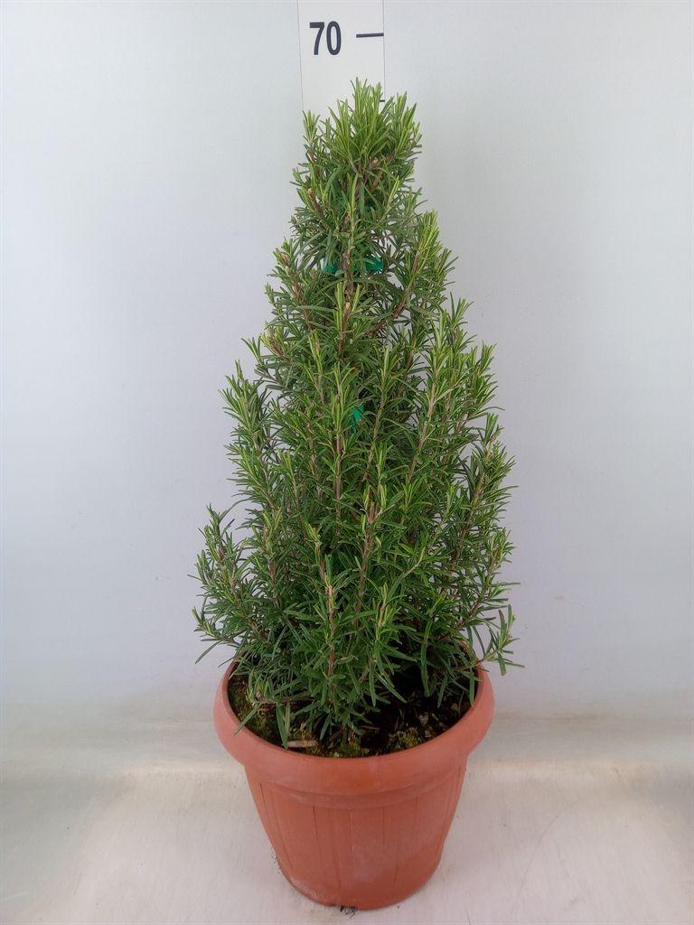 Горшечные цветы и растения оптом Rosmarinus Officinalis   ... от 1шт из Голландии с доставкой по России