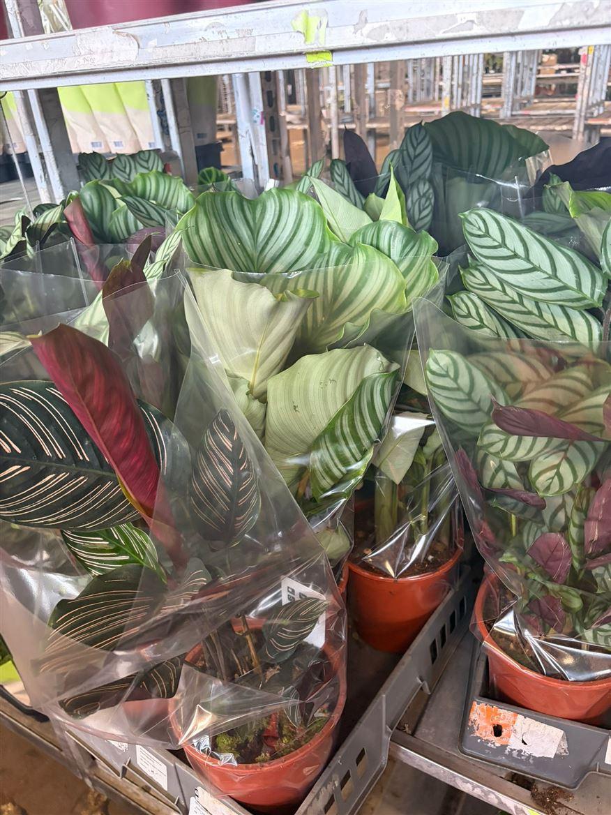 Горшечные цветы и растения оптом Calathea Mix от 5шт из Голландии с доставкой по России