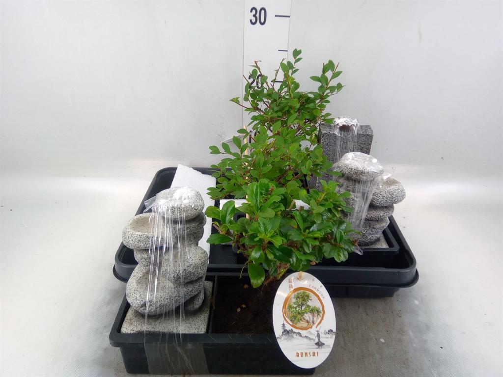 Горшечные цветы и растения оптом Bonsai   ...mix от 3шт из Голландии с доставкой по России