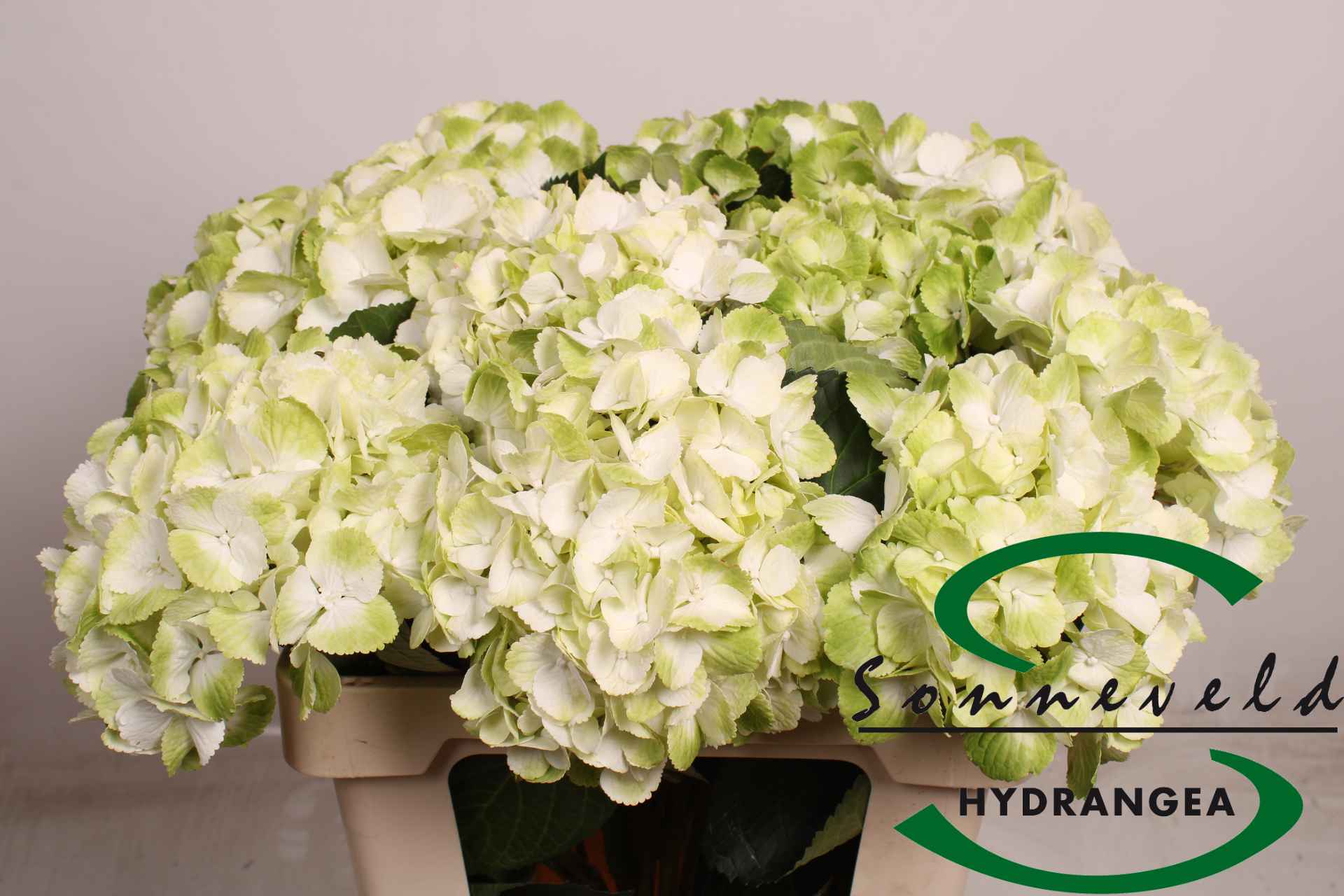 Срезанные цветы оптом Hydrangea verdi от 10шт из Голландии с доставкой по России