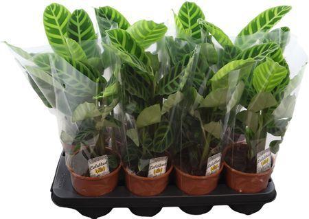 Горшечные цветы и растения оптом Calathea Zebrina от 8шт из Голландии с доставкой по России