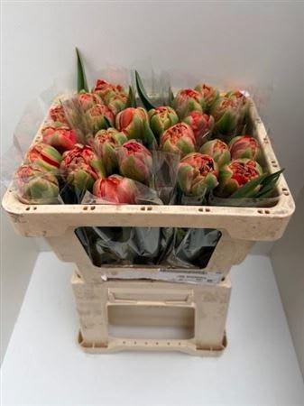 Срезанные цветы оптом Tulipa do limerick от 25шт из Голландии с доставкой по России