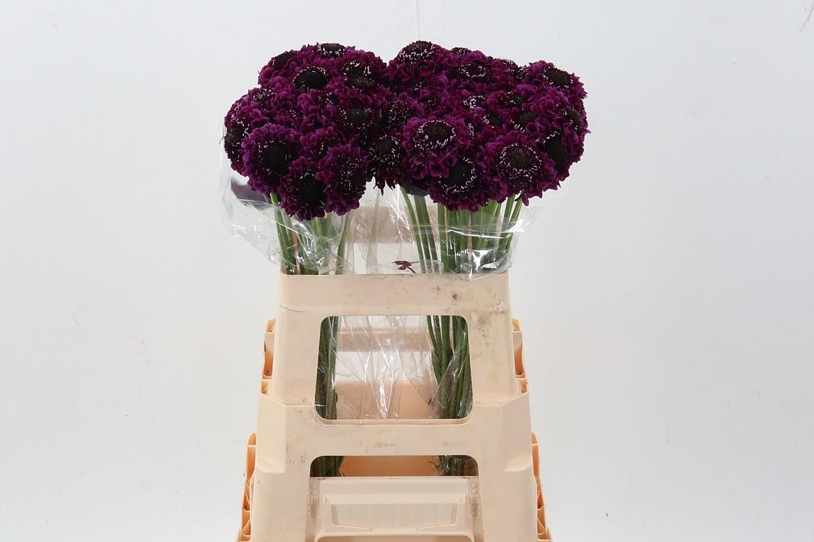 Срезанные цветы оптом Scabiosa scoop purple dark от 60шт из Голландии с доставкой по России