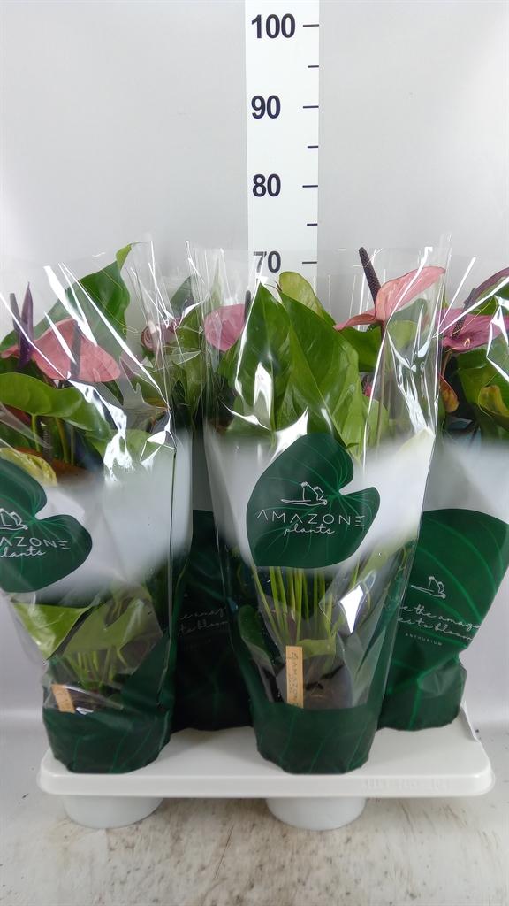 Горшечные цветы и растения оптом Anthurium Andr. louisiana от 4шт из Голландии с доставкой по России