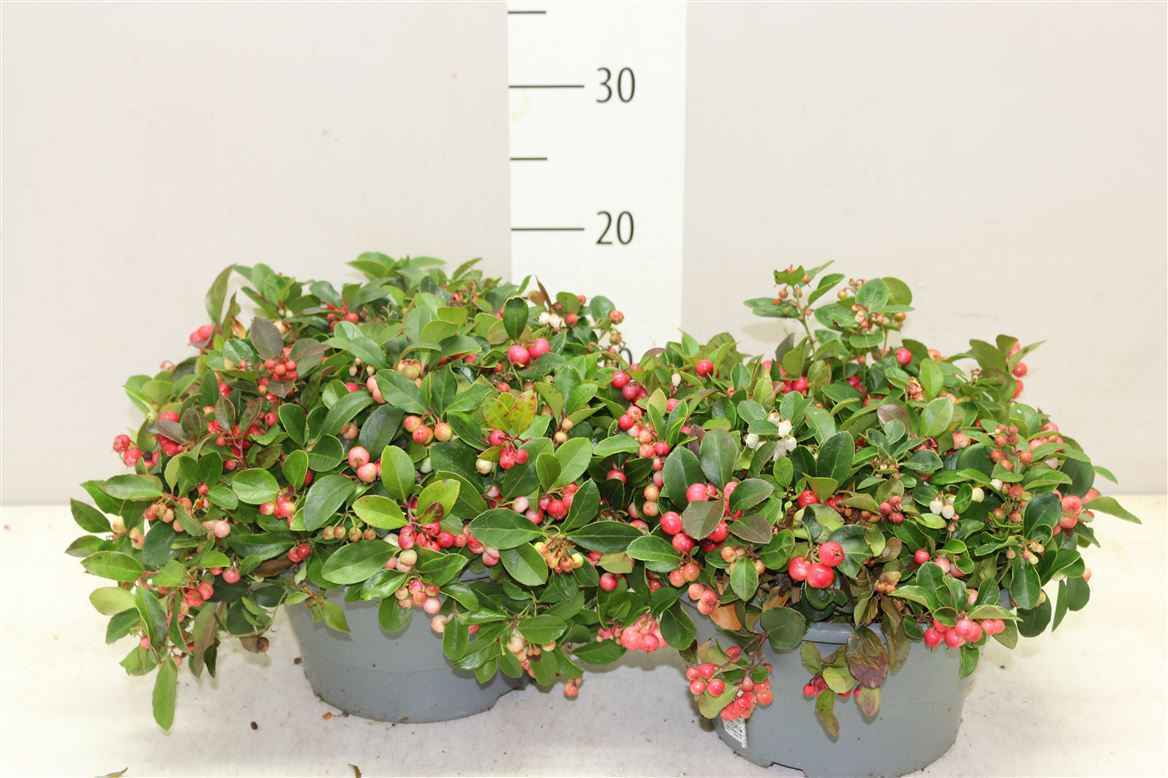 Горшечные цветы и растения оптом Gaultheria Procumbens Schaal от 1шт из Голландии с доставкой по России