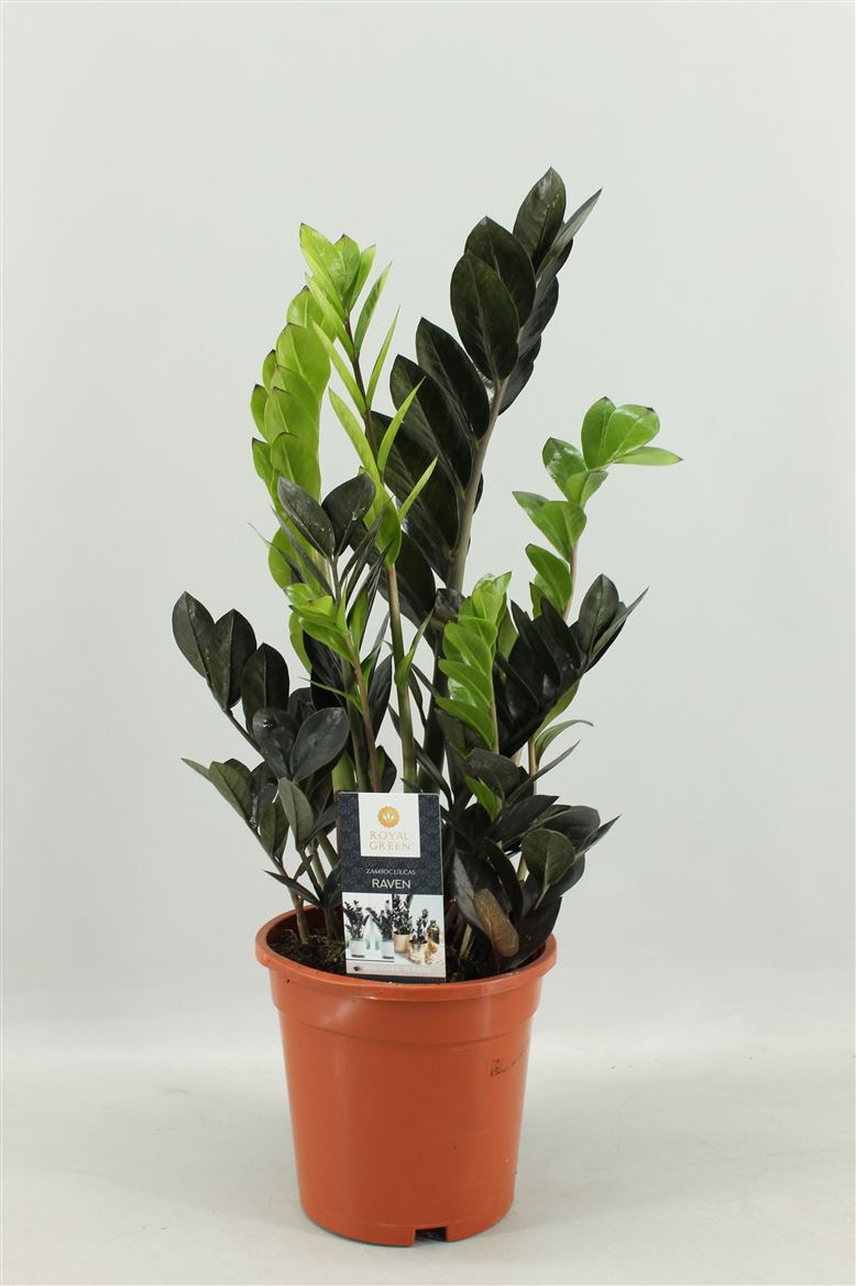 Горшечные цветы и растения оптом Zamioculcas Raven 4+ от 6шт из Голландии с доставкой по России