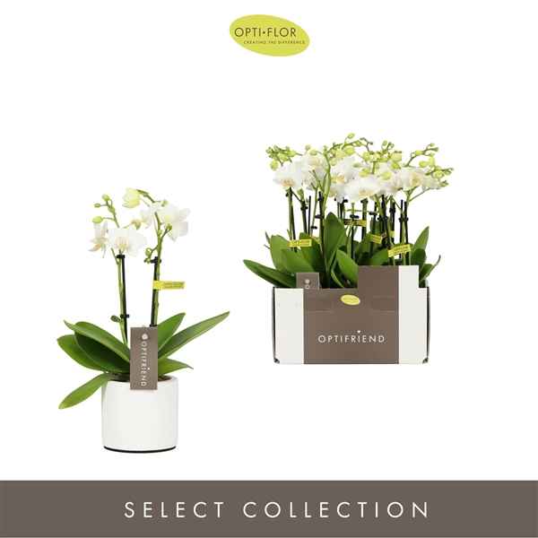 Горшечные цветы и растения оптом Phal 2st Mini White 10+ In Ceramic от 6шт из Голландии с доставкой по России