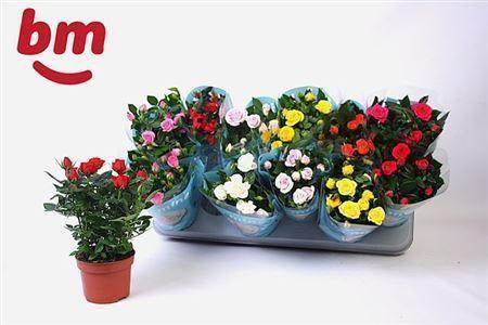 Горшечные цветы и растения оптом Rosa Beau Monde Mix от 12шт из Голландии с доставкой по России