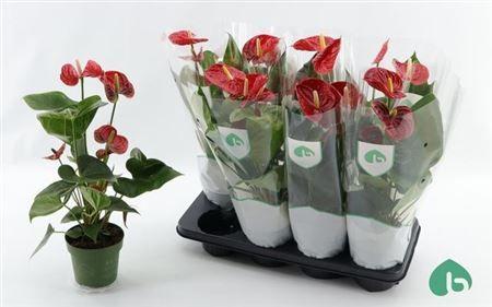 Горшечные цветы и растения оптом Anthu An Madural 4-5 от 8шт из Голландии с доставкой по России