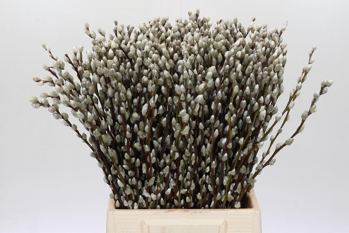 Срезанные цветы оптом Salix snow flake от 300шт из Голландии с доставкой по России