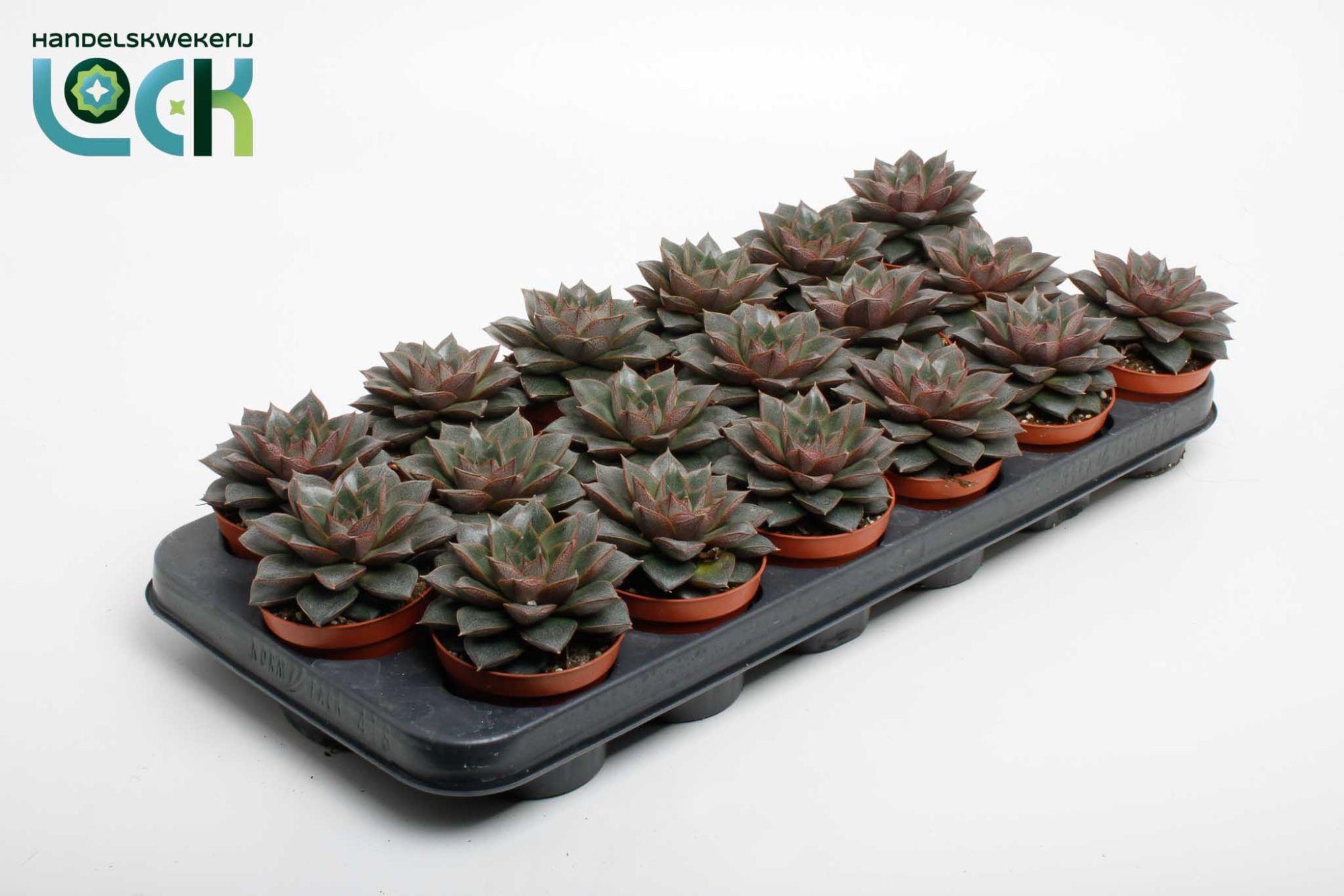 Горшечные цветы и растения оптом Echeveria Purpusorum от 12шт (для телеги) из Голландии с доставкой по России