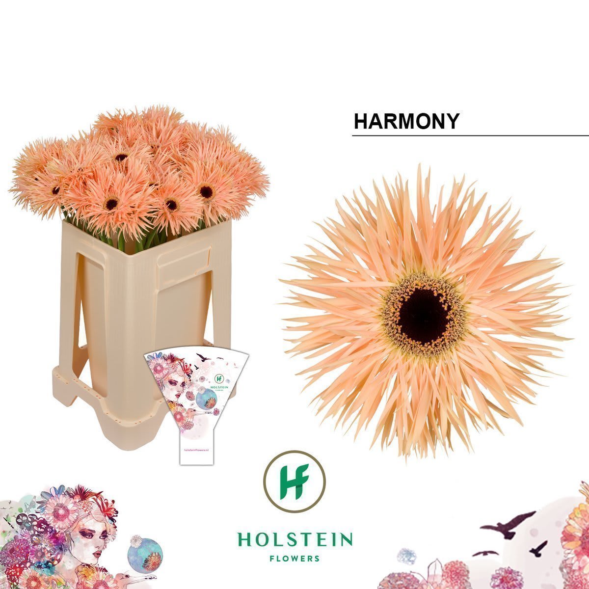 Срезанные цветы оптом Gerbera gerspider harmony от 40шт из Голландии с доставкой по России