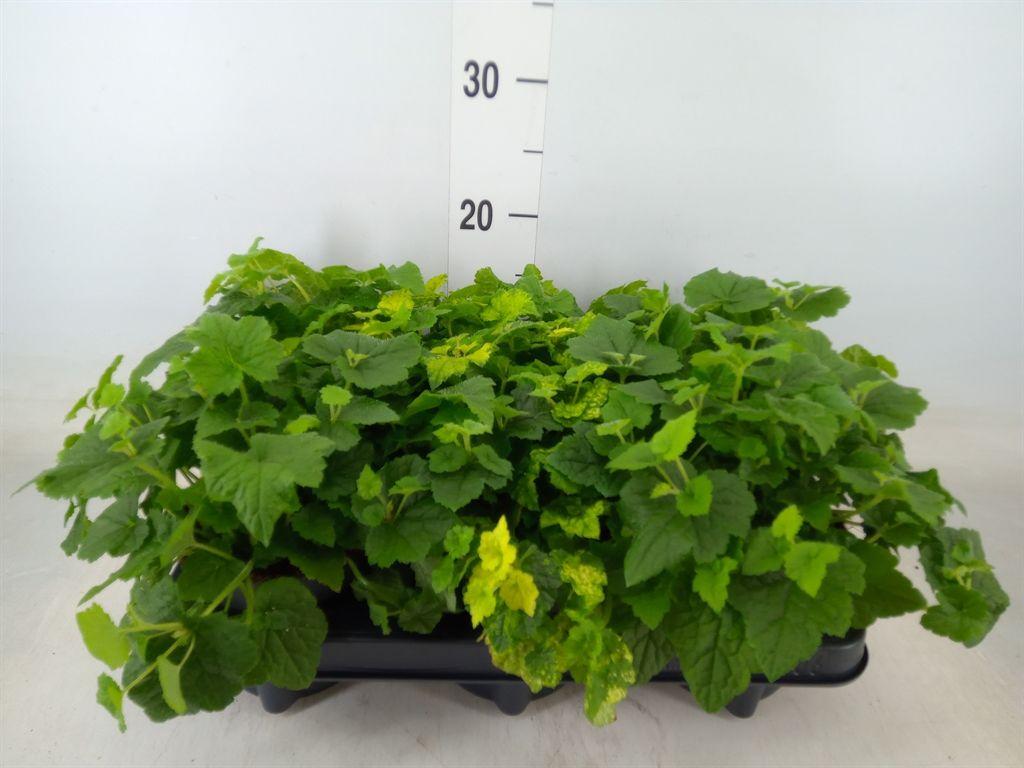 Горшечные цветы и растения оптом Tolmiea Menziesii   ...variegated от 6шт из Голландии с доставкой по России