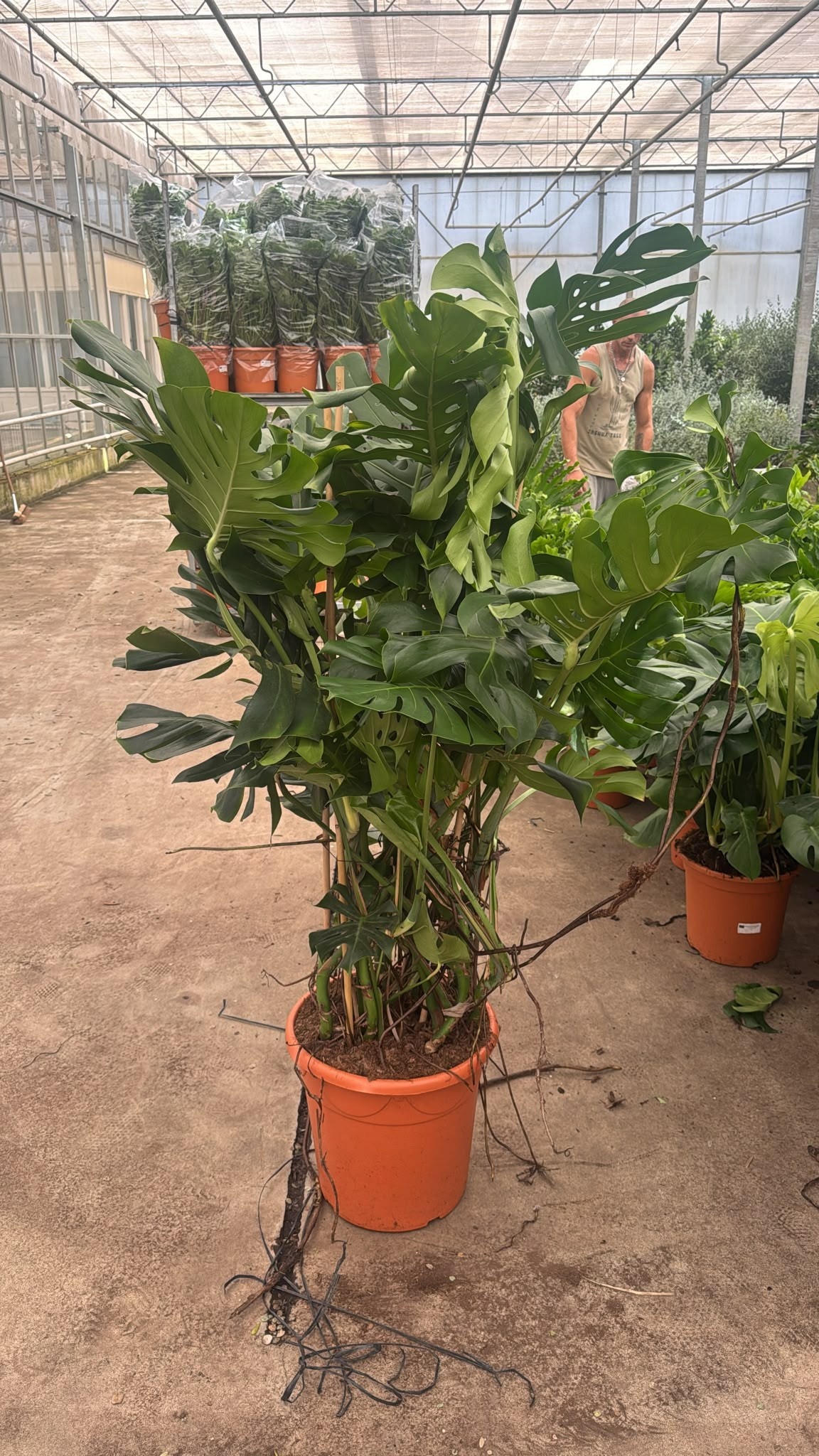 Горшечные цветы и растения оптом Monstera Deliciosa от 1шт из Голландии с доставкой по России
