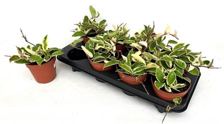 Горшечные цветы и растения оптом Hoya C Krimson Queen от 8шт из Голландии с доставкой по России