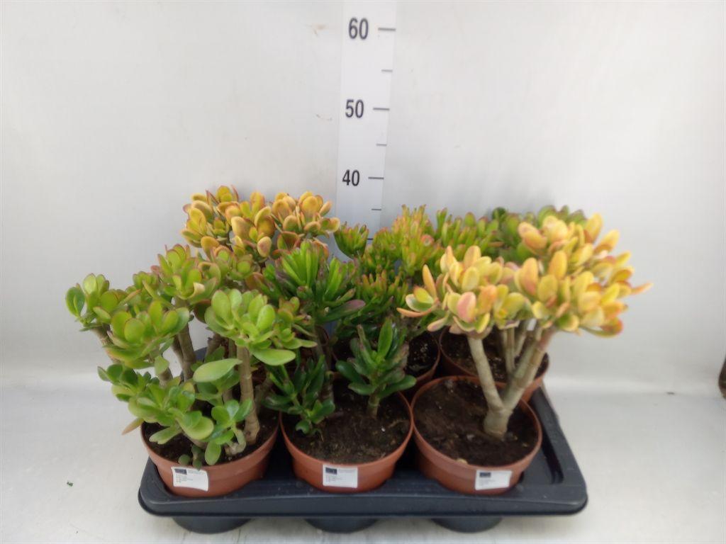 Горшечные цветы и растения оптом Crassula   ...mix от 6шт из Голландии с доставкой по России