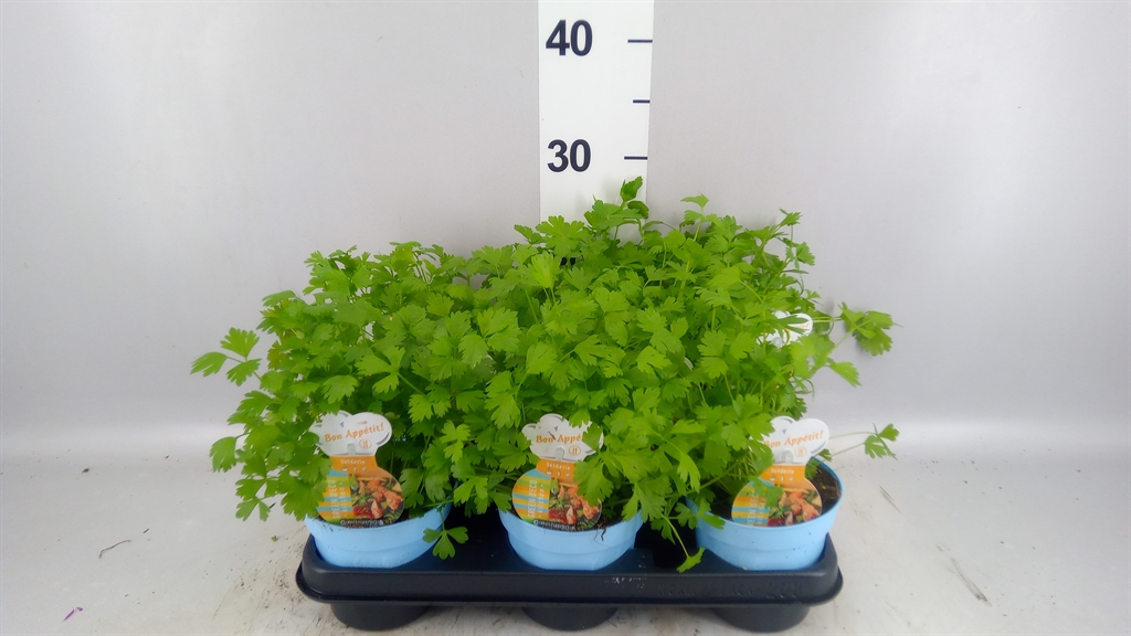 Горшечные цветы и растения оптом Apium Graveolens от 8шт из Голландии с доставкой по России