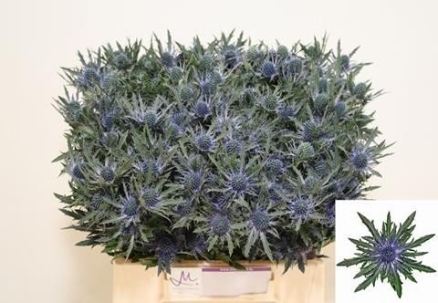 Срезанные цветы оптом Eryngium orion от 60шт из Голландии с доставкой по России