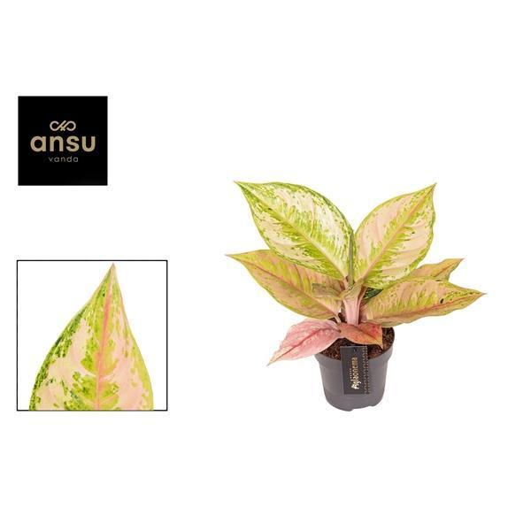 Горшечные цветы и растения оптом Aglaonema Pastella от 6шт из Голландии с доставкой по России