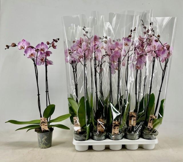 Горшечные цветы и растения оптом Phal Ov Roze от 10шт из Голландии с доставкой по России