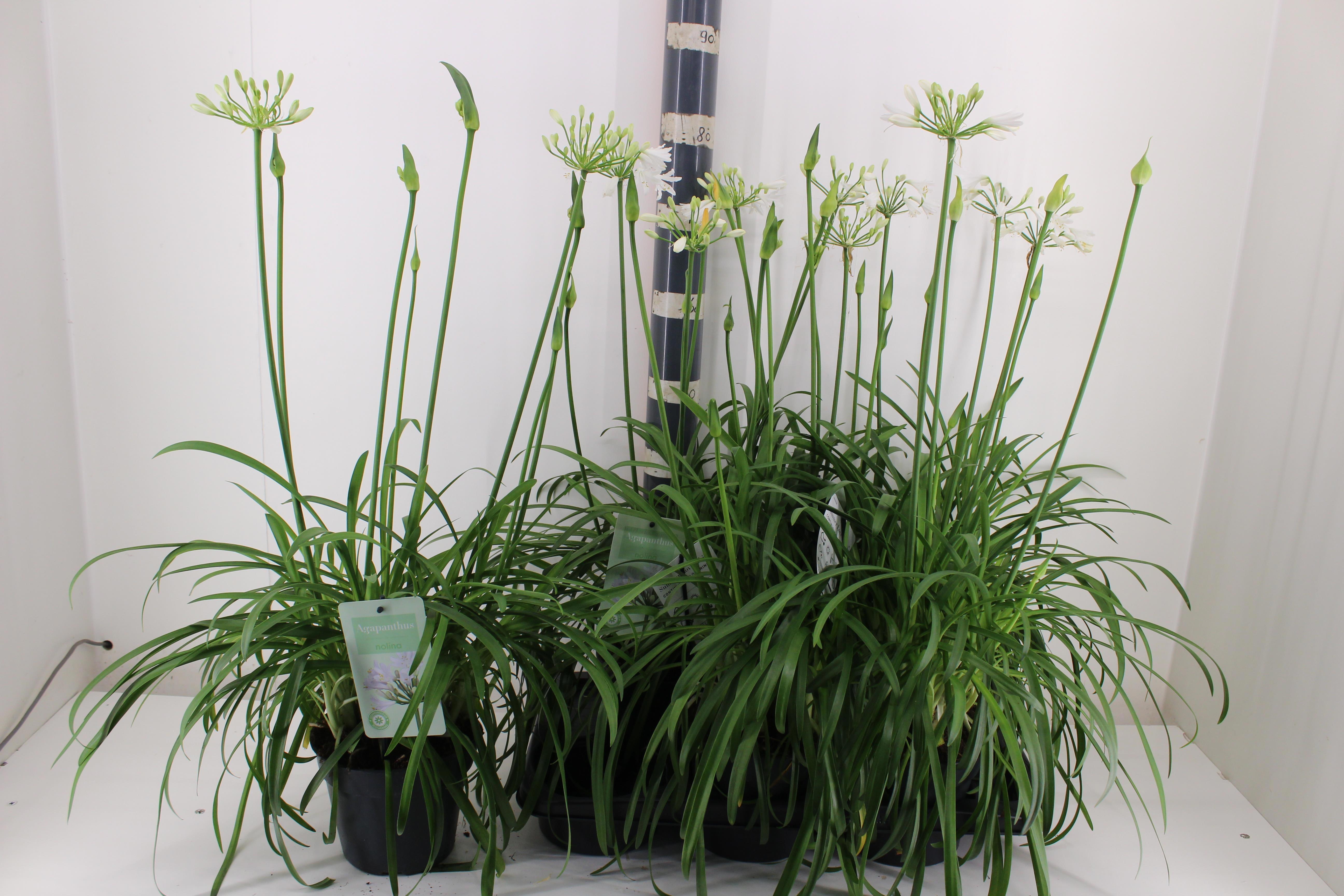 Горшечные цветы и растения оптом Agapa Summer Love Wh от 6шт из Голландии с доставкой по России