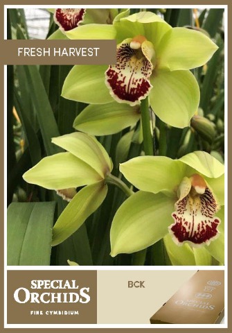 Срезанные цветы оптом Cymbidium green big chief bck от 6шт из Голландии с доставкой по России