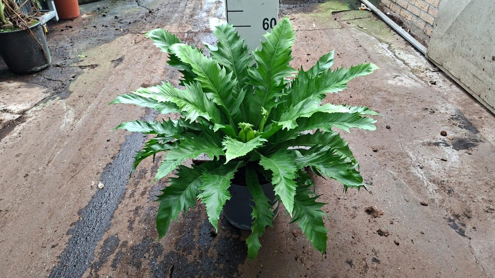 Горшечные цветы и растения оптом Asplenium Antiquum Gioia от 1шт из Голландии с доставкой по России