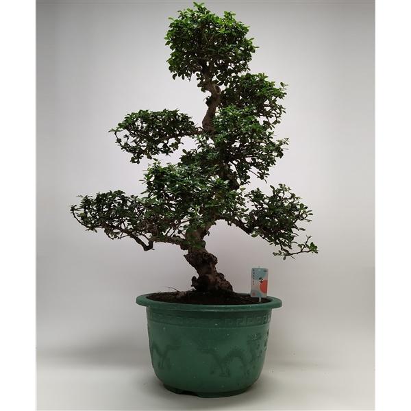 Горшечные цветы и растения оптом Bonsai Carmona S-shape In Pot от 1шт из Голландии с доставкой по России
