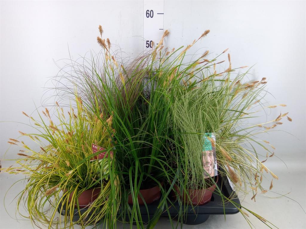 Горшечные цветы и растения оптом Carex   ...mix от 6шт из Голландии с доставкой по России