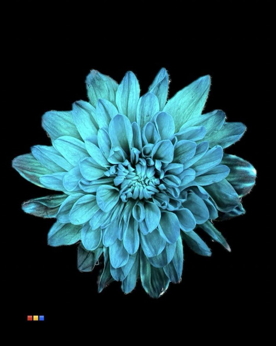 Срезанные цветы оптом Chrys sp paint baltica green ocean 2 colour от 40шт из Голландии с доставкой по России