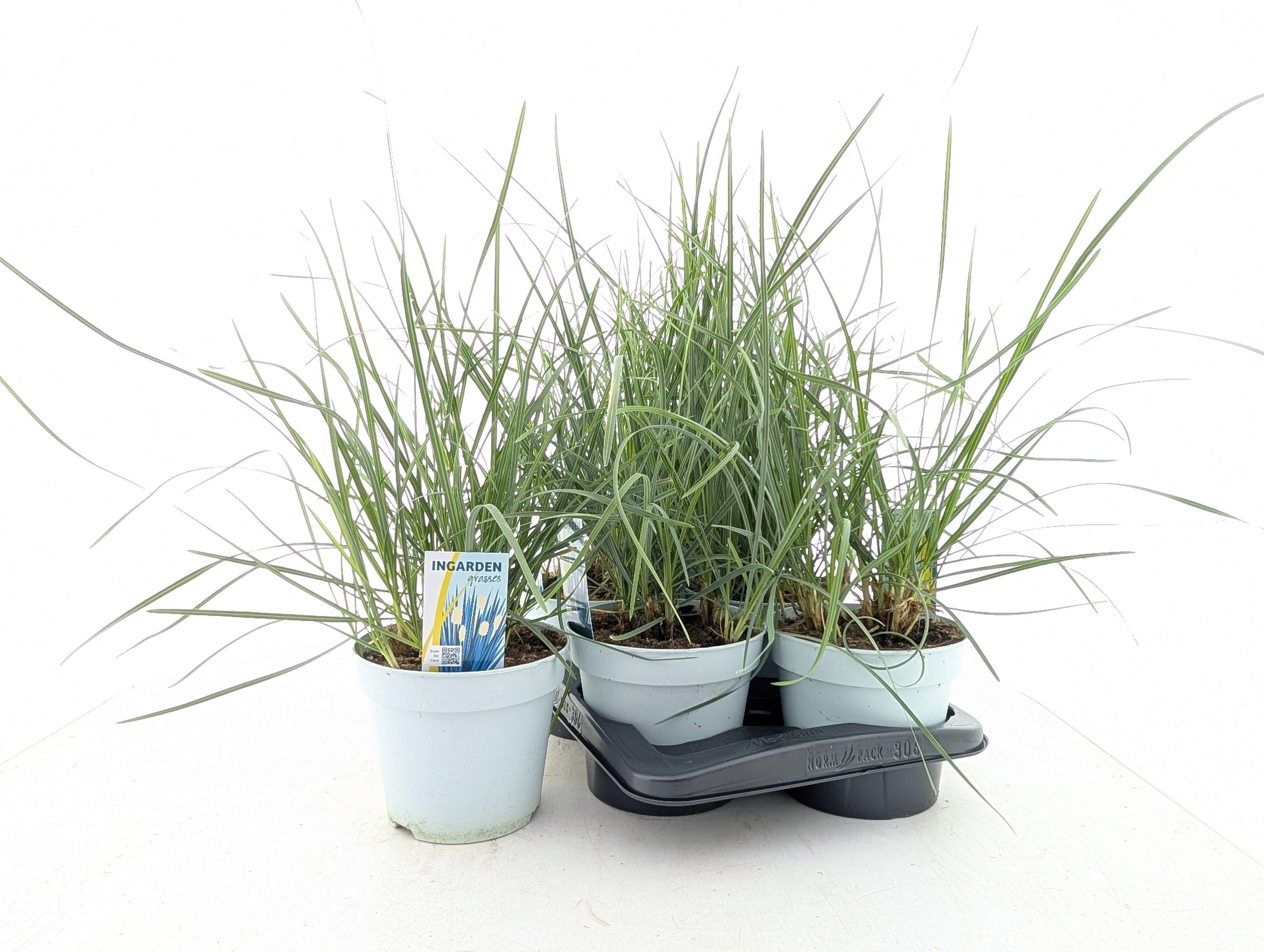 Горшечные цветы и растения оптом Sesleria Nitida от 6шт из Голландии с доставкой по России